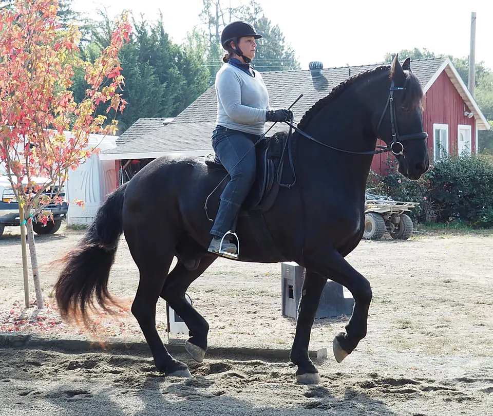 Tressa Boulden riding a black Friesian in a collected trot in an outdoor arena